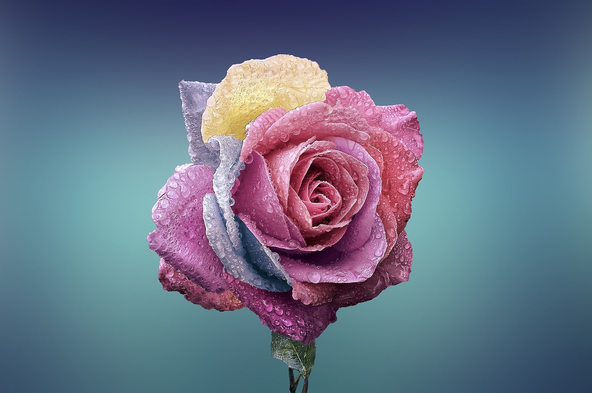 Multicoloured Rose covered in water droplets on and blue gradient background.
